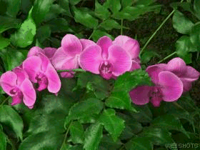 Animacje sliczne - orchidee2.gif