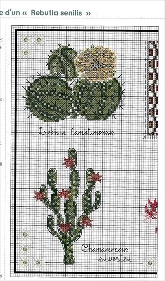 Cactus  succulentes - 26.jpg