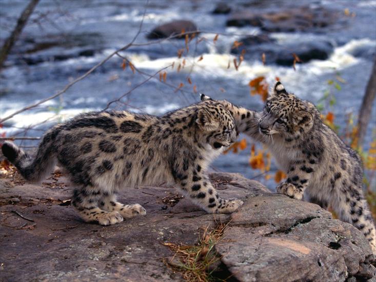  Animals part 2 z 3 - King of the Hill, Snow Leopards.jpg