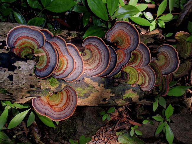 grzyby - Tropical-Fungi_art.jpg