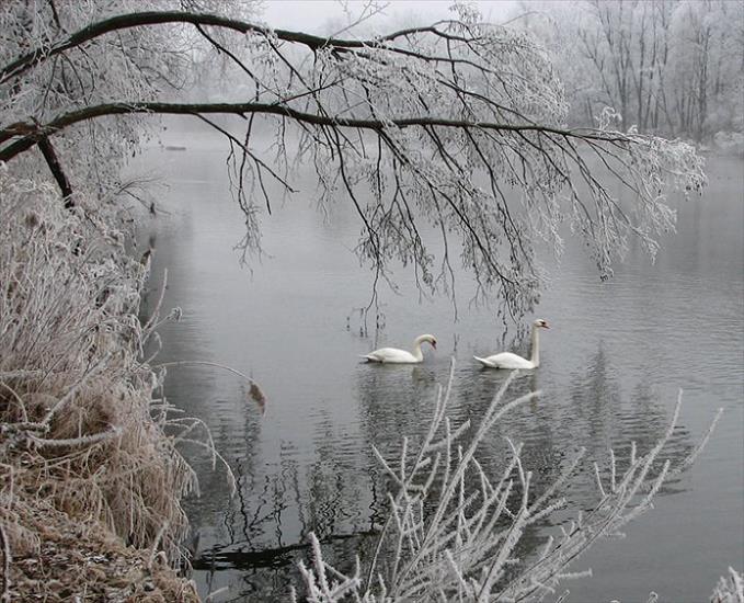 Zwierzęta1 - Winter swans in germany.jpg