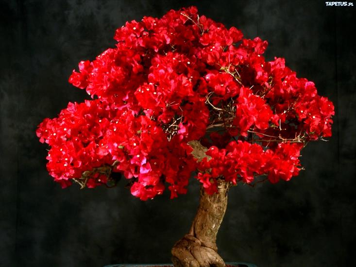 Drzewka Bonsai - 143201_czerwone-kwiaty-drzewko-bonsai.jpg