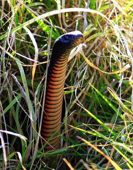 Węże, żmije - Wąż Czarno czerwono-brzuszny - Pseudechis porphyriacus.jpg