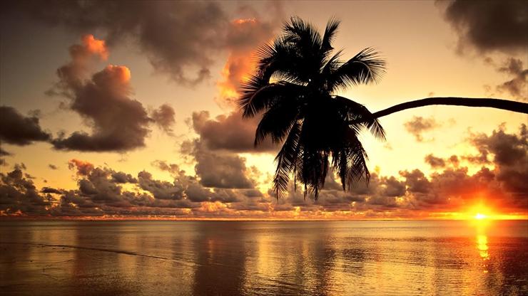 TAPETY - mauritius i palma kokosowa.jpg