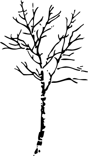 Drzewa - naklejka-brzoza_401.jpg